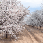 Fresno County